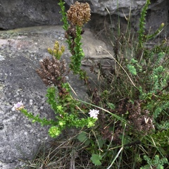 Pseudoselago serrata