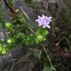 Pseudoselago serrata