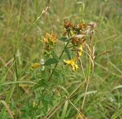Hypericum × desetangsii