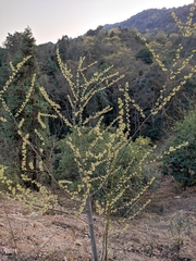 Litsea cubeba