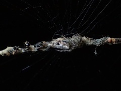 Cyclosa confusa