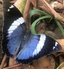 Charaxes bohemani
