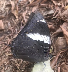 Charaxes bohemani