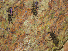 Metapolybia