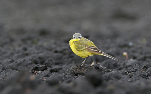 Lavandera boyera (Motacilla flava)