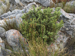 Brunia microphylla