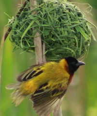 Ploceus melanocephalus