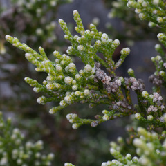 Brunia microphylla