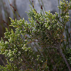 Brunia microphylla