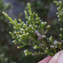 Brunia microphylla