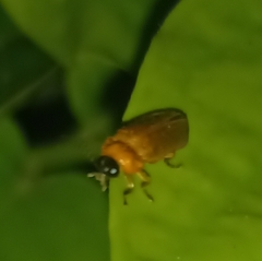 Luciolinae