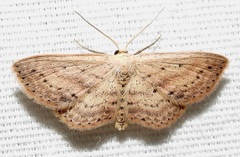 Scopula aemulata