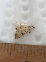 Hileithia approprialis