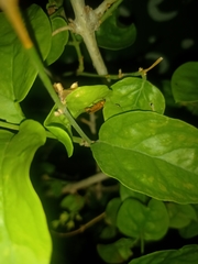 Luciolinae