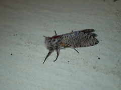 Polyphagozerra coffeae