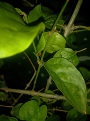 Luciolinae