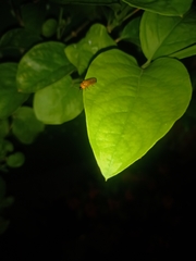 Luciolinae