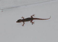 Hemidactylus flaviviridis
