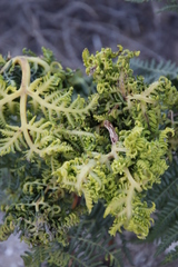 Eriophyes quadrifidus