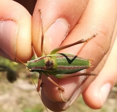 Isophya pyrenaea