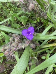Tradescantia tharpii
