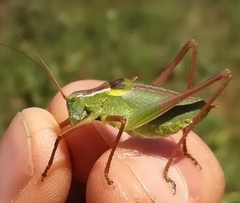 Isophya pyrenaea