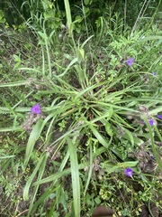 Tradescantia tharpii