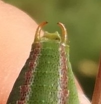 Isophya pyrenaea