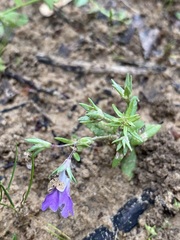 Collinsia violacea