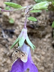 Collinsia violacea
