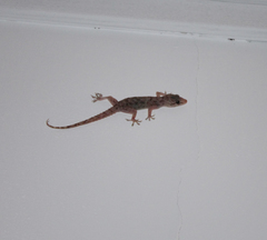 Hemidactylus flaviviridis