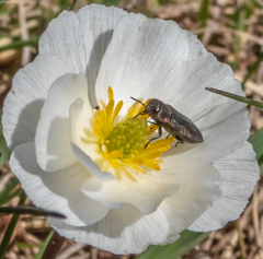 Buprestinae