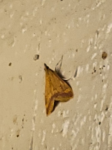 Golden Pyrausta Moth and Allies photo 3