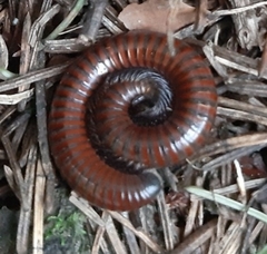 Pachyiulus hungaricus