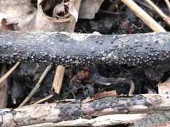 Rosellinia subsimilis