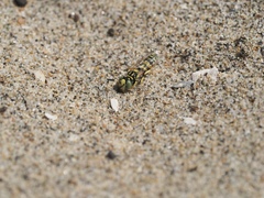 Philanthus pacificus