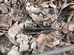 Rosellinia subsimilis