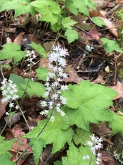 Tiarella austrina