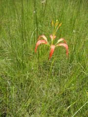 Lilium catesbaei image