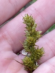 Carex triangularis