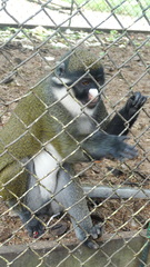 Cercopithecus petaurista