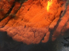 Clathria prolifera