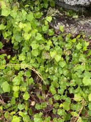 Vitis rotundifolia rotundifolia