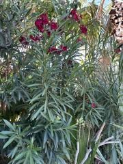 Nerium oleander