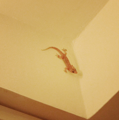 Hemidactylus flaviviridis