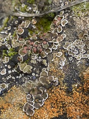 Psora pseudorussellii