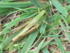 Pseudochorthippus parallelus parallelus