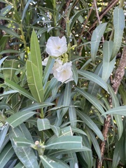 Nerium oleander