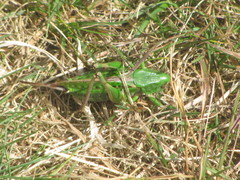 Decticus verrucivorus verrucivorus