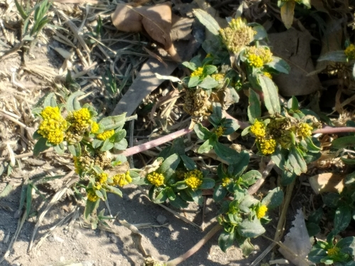 Flaveria trinervia
